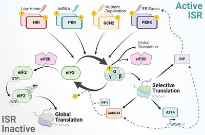 The integrated stress response in cancer progression: a force for plasticity and resistance